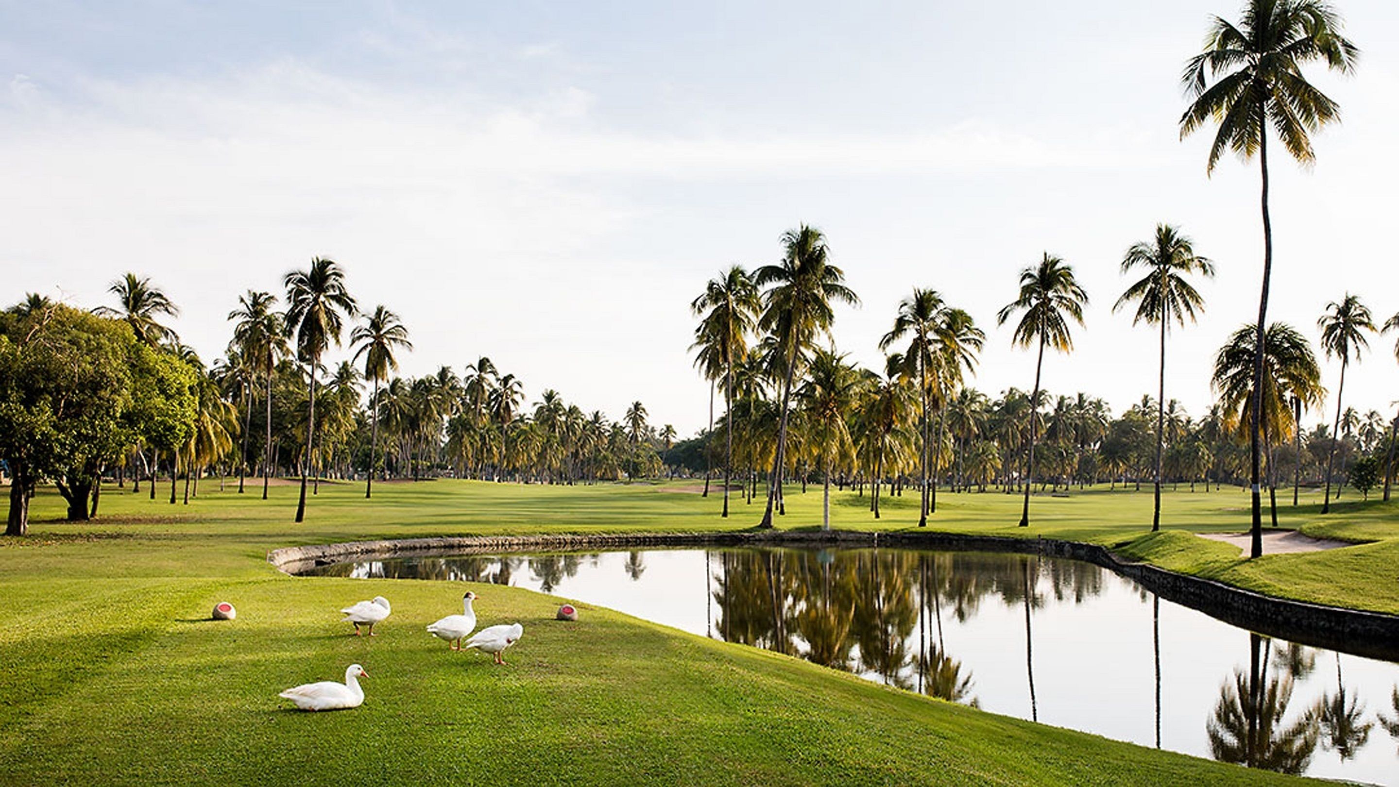 Un campo de golf con un estanque, palmeras y patos en el césped.