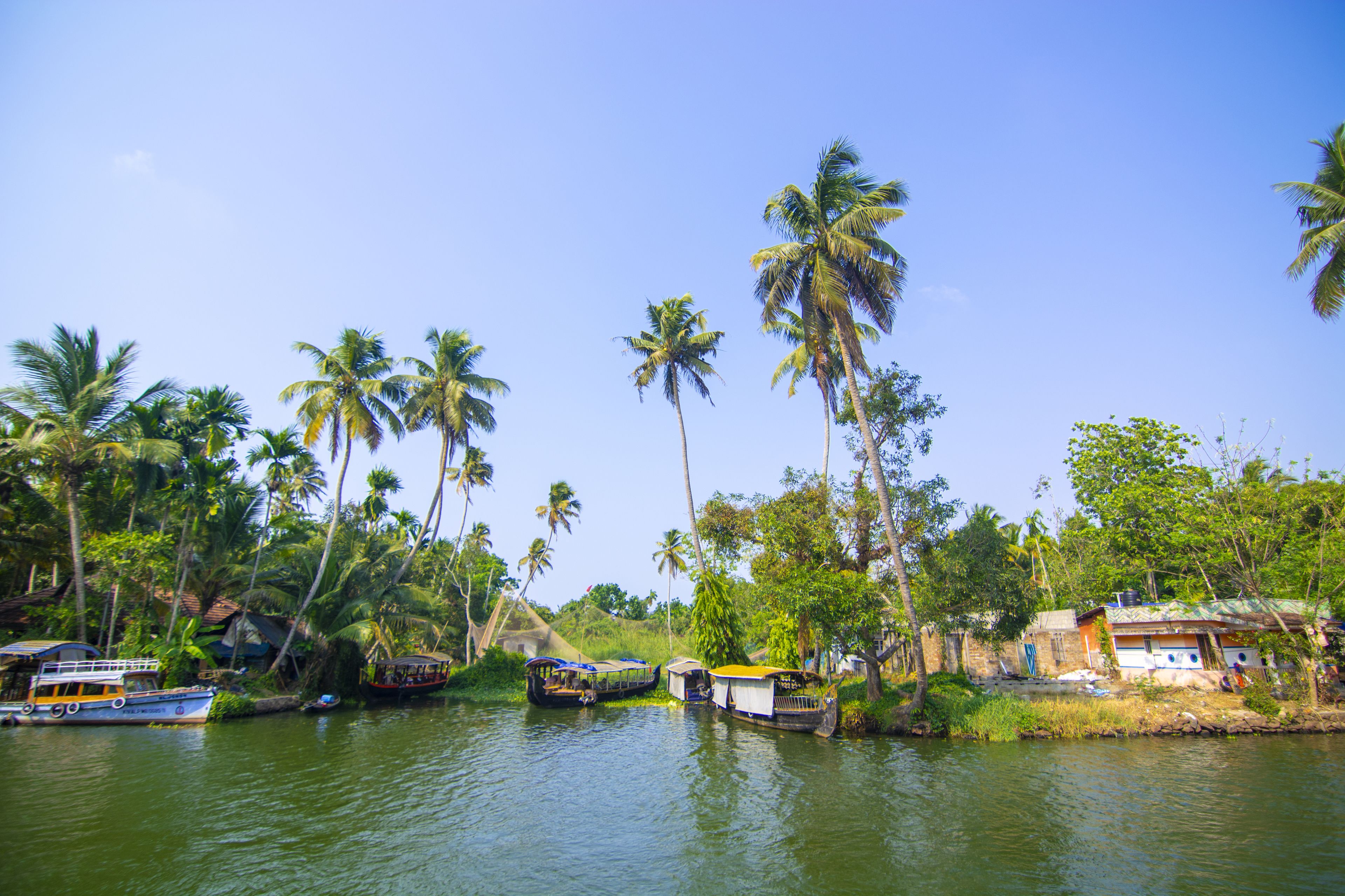 A river with boats and palm trees.