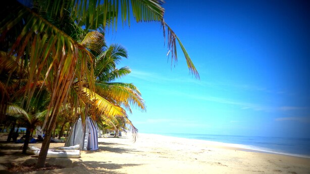 Ein Strand mit Palmen und blauem Himmel.