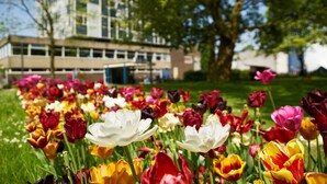 A garden with a variety of tulips in full bloom. - Pension Homeland (Amsterdam)