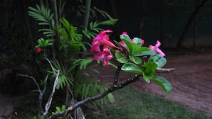 A branch with pink flowers and green leaves in a garden setting.