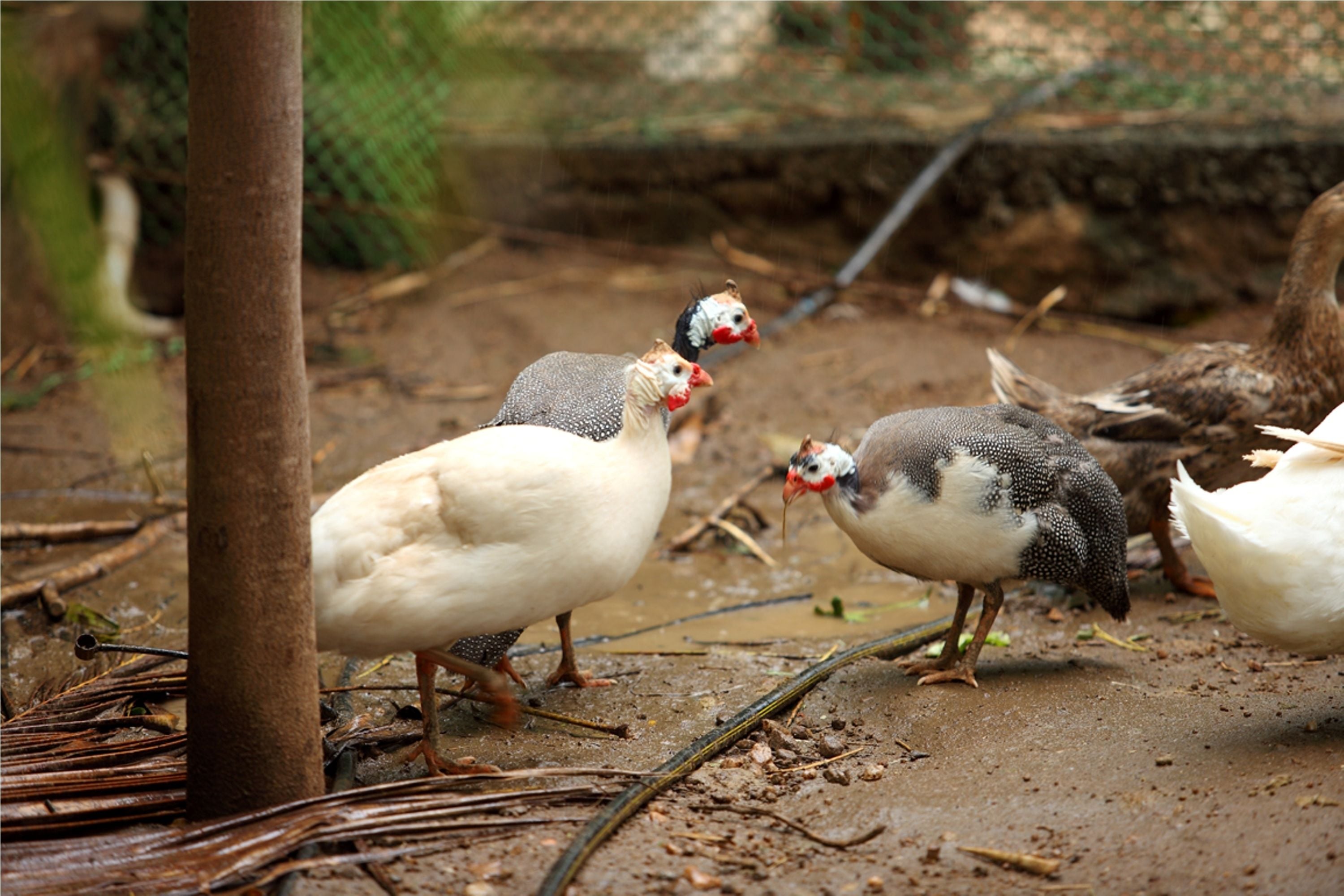 Um grupo de aves em um recinto ao ar livre, com chão de terra e cerca de arame.
