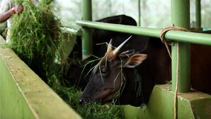 A cow tethered to a green metal structure, eating hay. - Harvest Fresh Farms (Uthamapalayam)