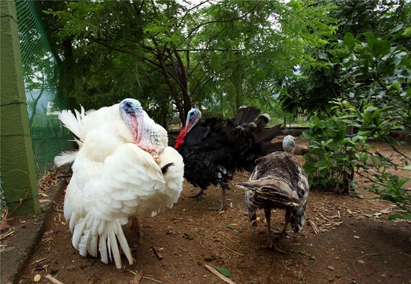 A group of turkeys in an outdoor enclosure with a green fence and trees in the background.