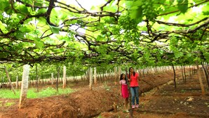 Two individuals standing under a vineyard canopy. - Harvest Fresh Farms (Uthamapalayam)