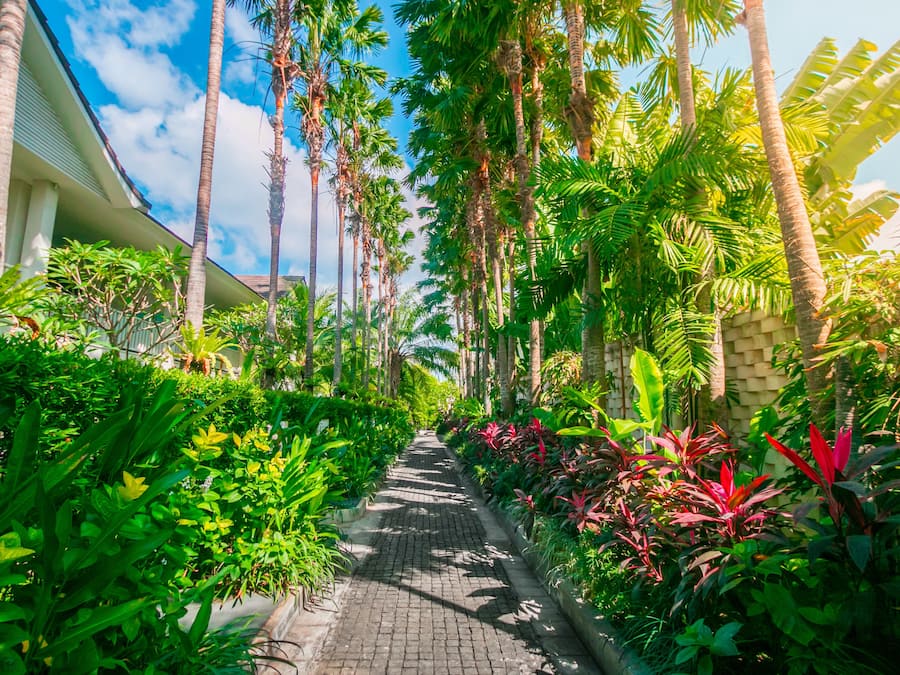 A pathway lined with tall palm trees and lush greenery, leading to a building with a white facade and a balcony.