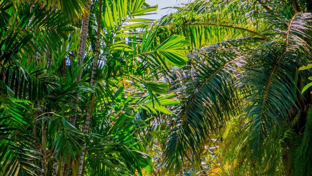 A pathway lined with lush green foliage and palm trees, leading towards a building. - Montigo Resorts Seminyak (Keroboken Kelod)