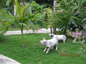 Garden - Sea Winds Resort (Phan Thiet)