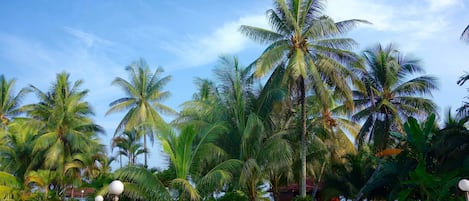 Un jardín tropical con palmeras y abundante vegetación.
