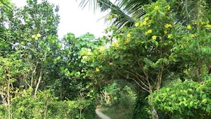 Un étroit sentier de terre, bordé d’une végétation luxuriante et d’arbres.