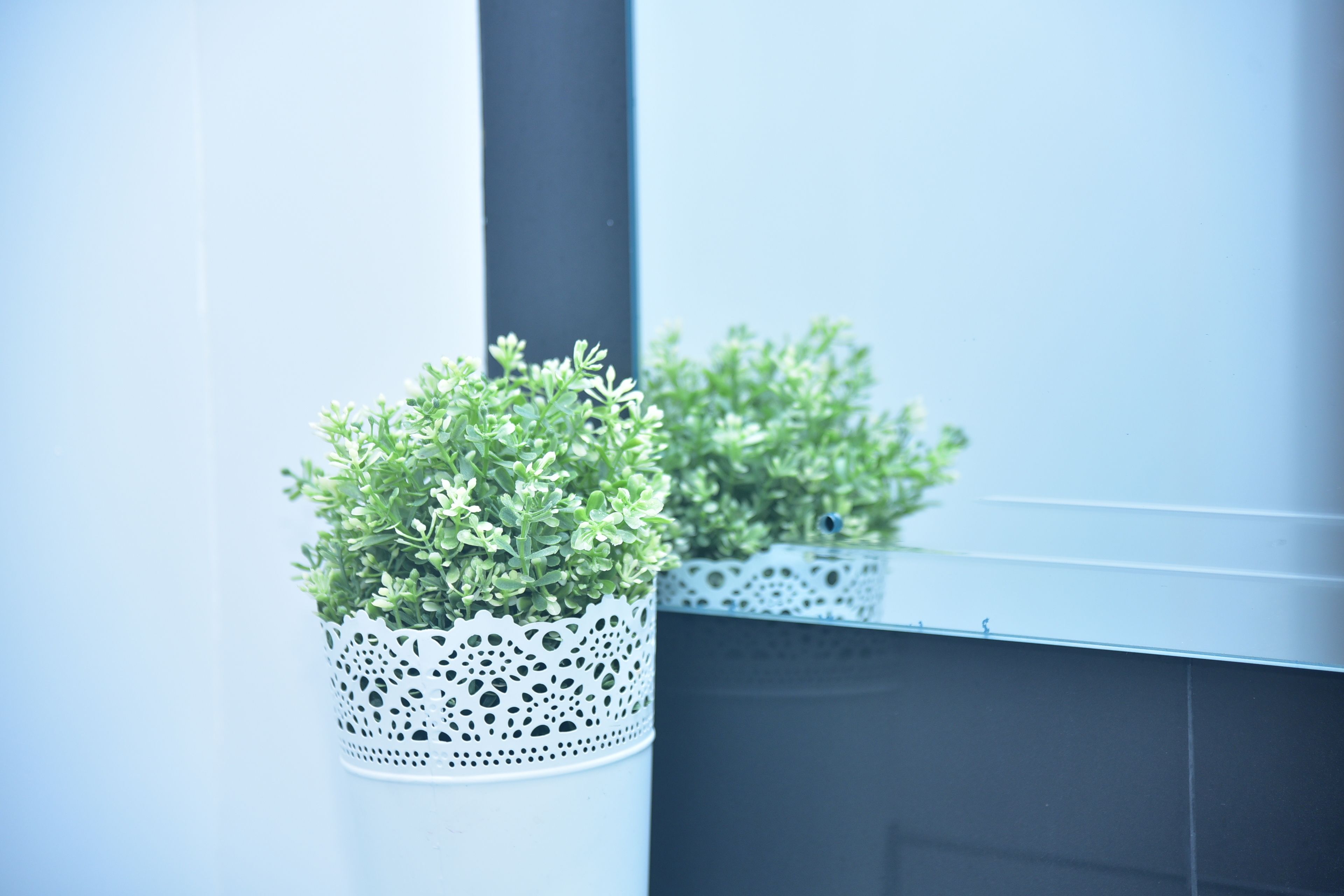A potted plant in a white, intricately designed pot against a wall with a mirror reflecting the plant.