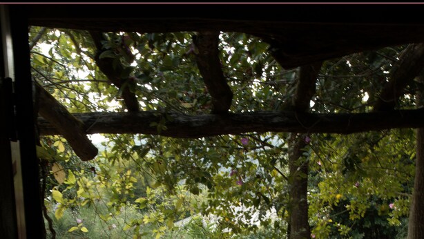 A wooden deck leading to a pond surrounded by lush greenery and trees. - Bulun Buri Resort (Hang Dong)
