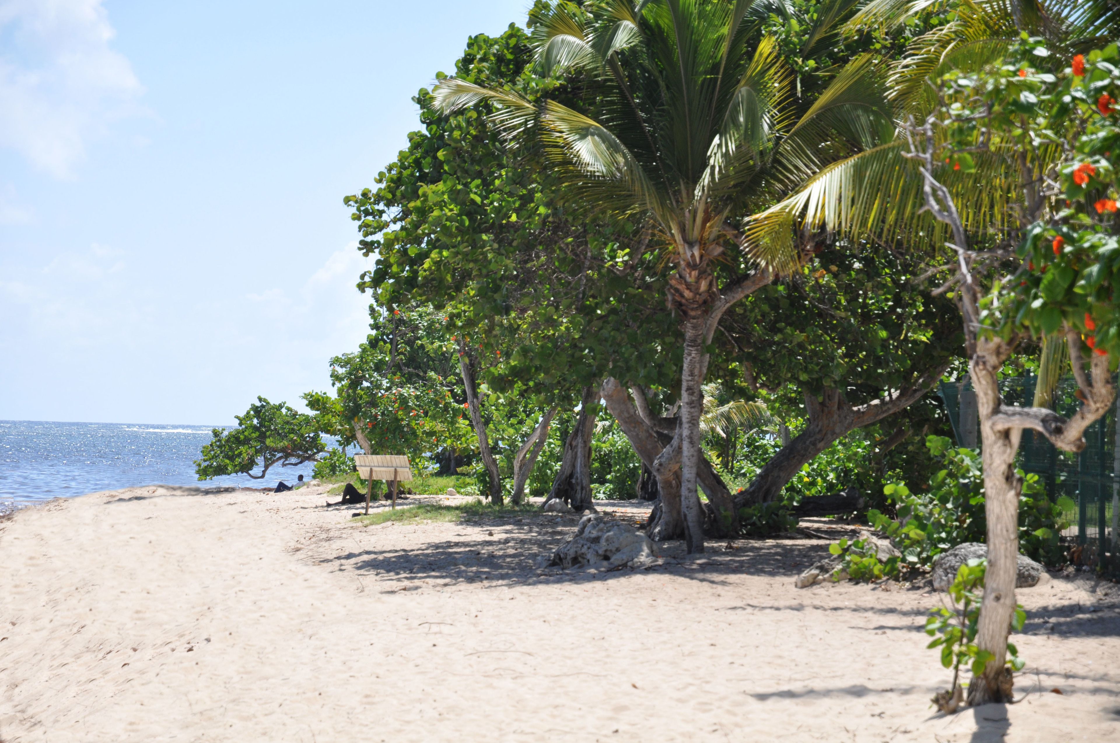 Una playa con palmeras y una vista despejada del océano.