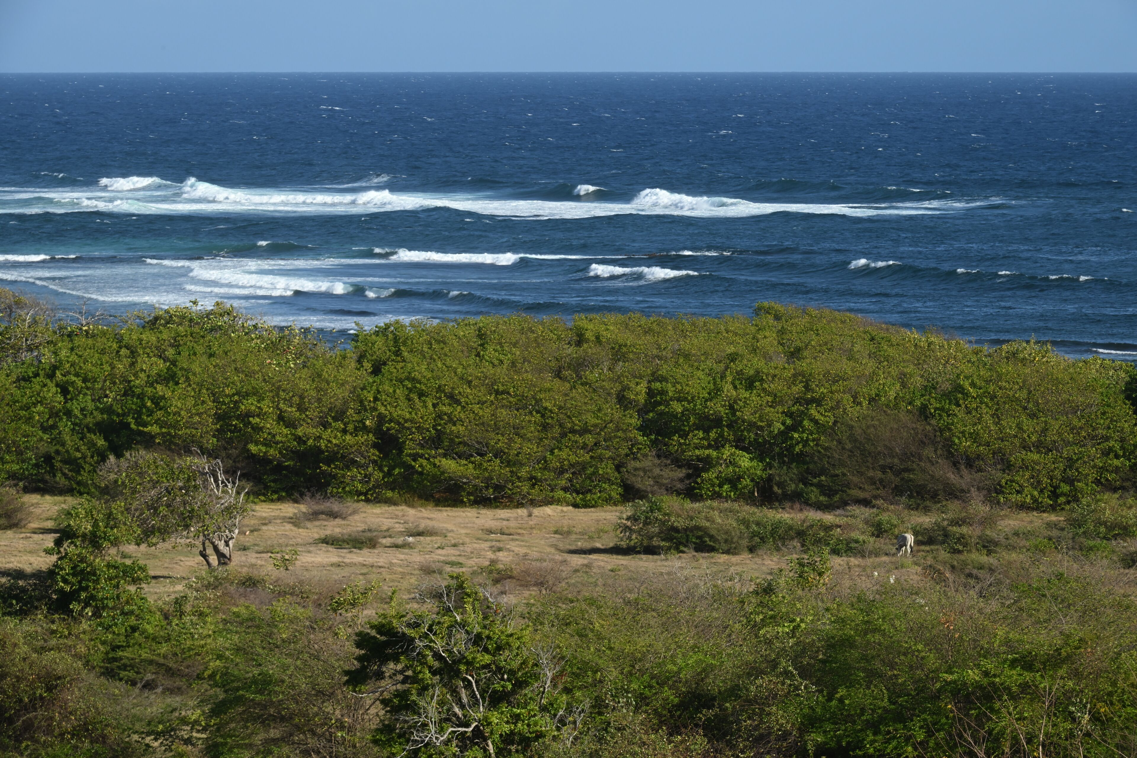 Un paysage côtier caractérisé par une végétation luxuriante et des vagues en arrière-plan.