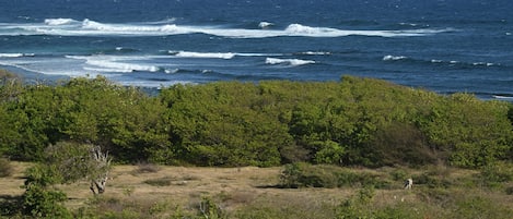 A coastal landscape with dense greenery and waves in the background.