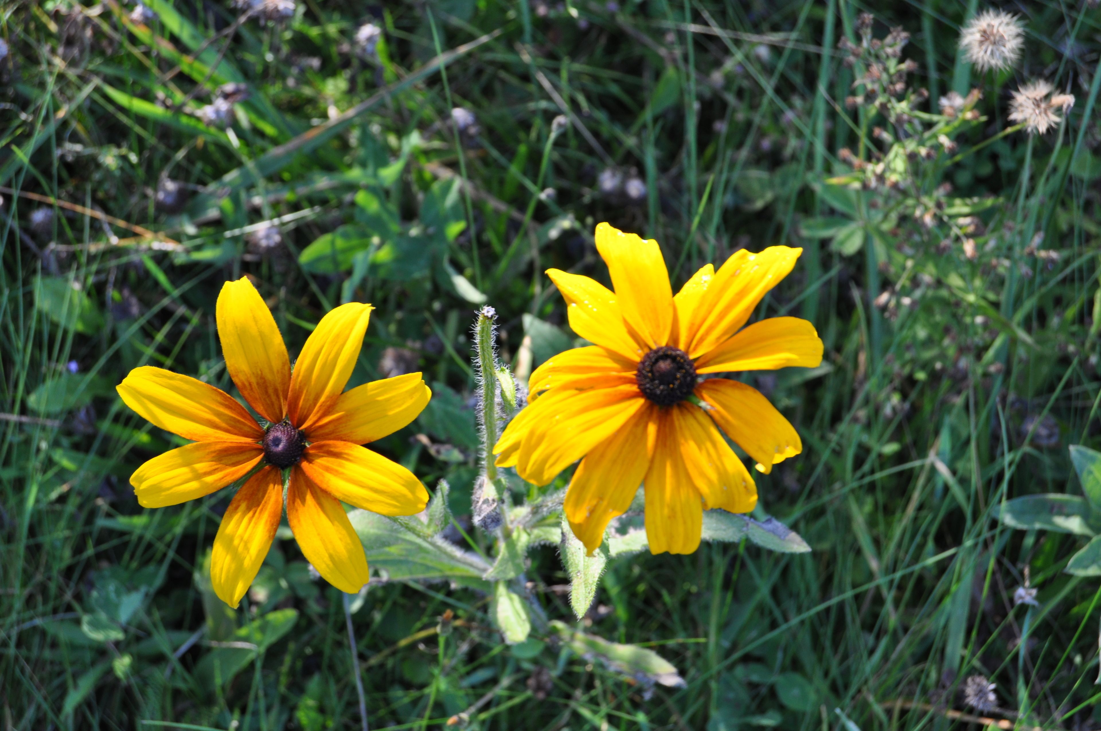 Two yellow flowers with dark centers in a grassy field.