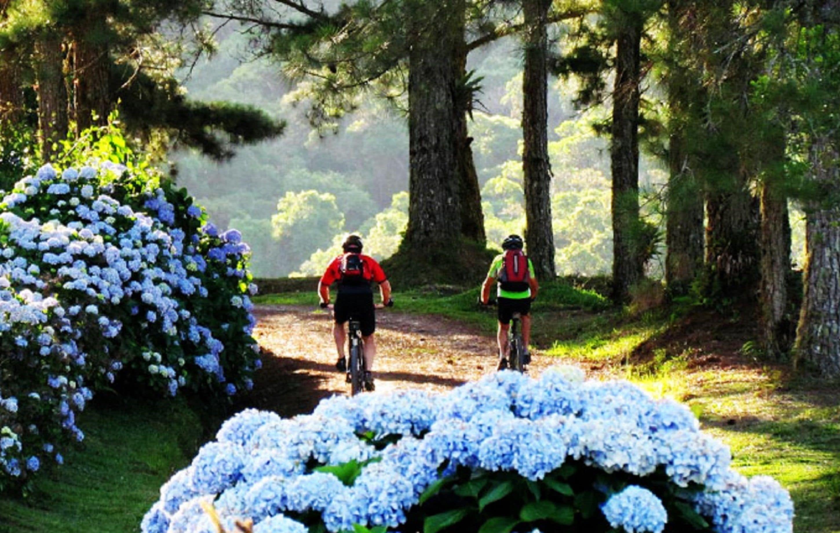 Dos ciclistas en un sendero forestal rodeados de exuberante vegetación y arbustos de hortensias blancas.