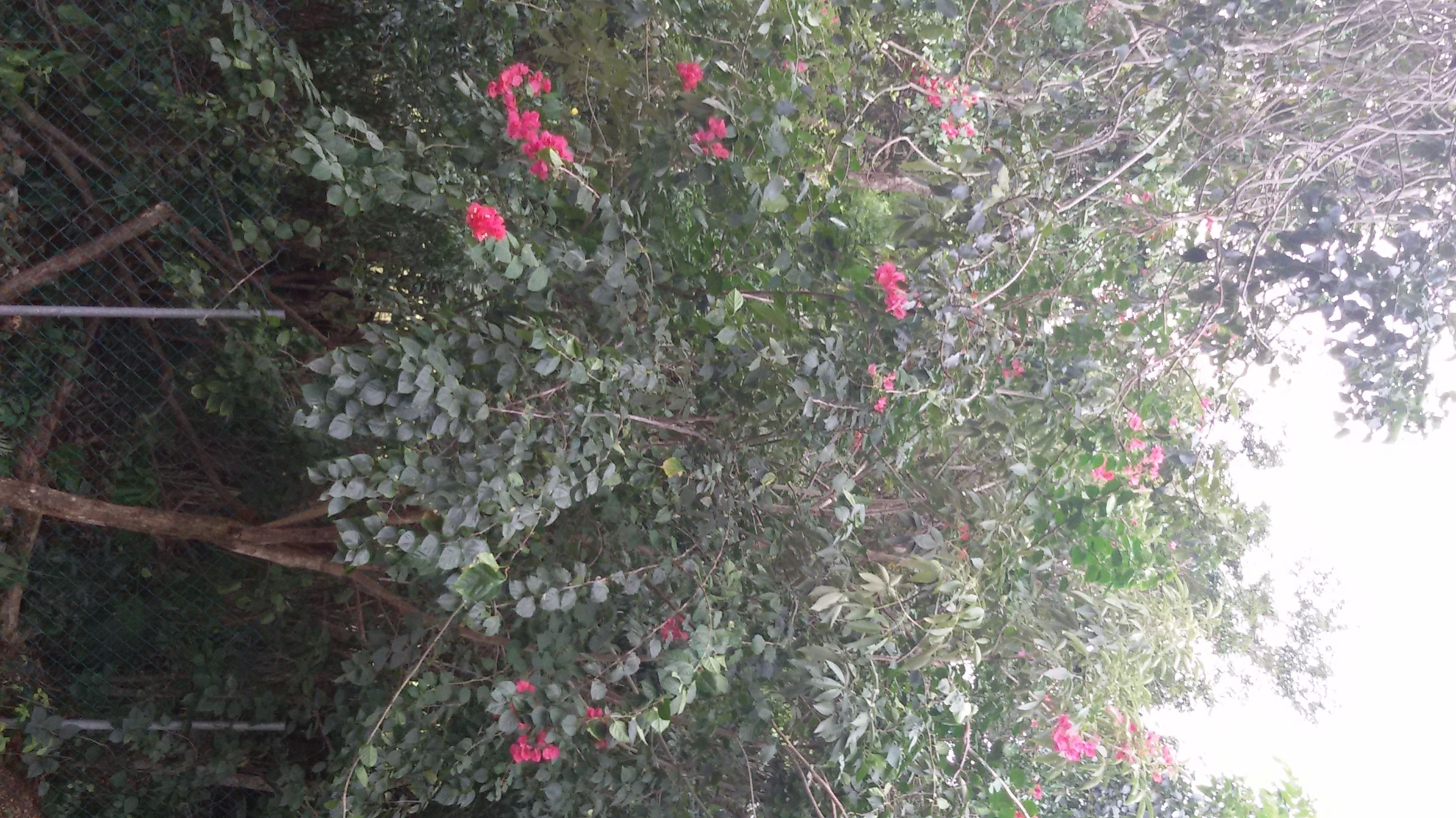 Foto - La Salamandra