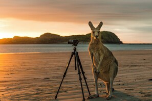 A kangaroo standing on a sandy beach with a camera on a tripod in the foreground.