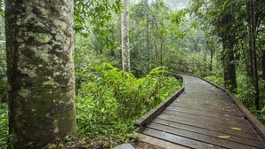 A wooden boardwalk through a dense forest with large trees and lush greenery. - Riviera Mackay (Mackay)
