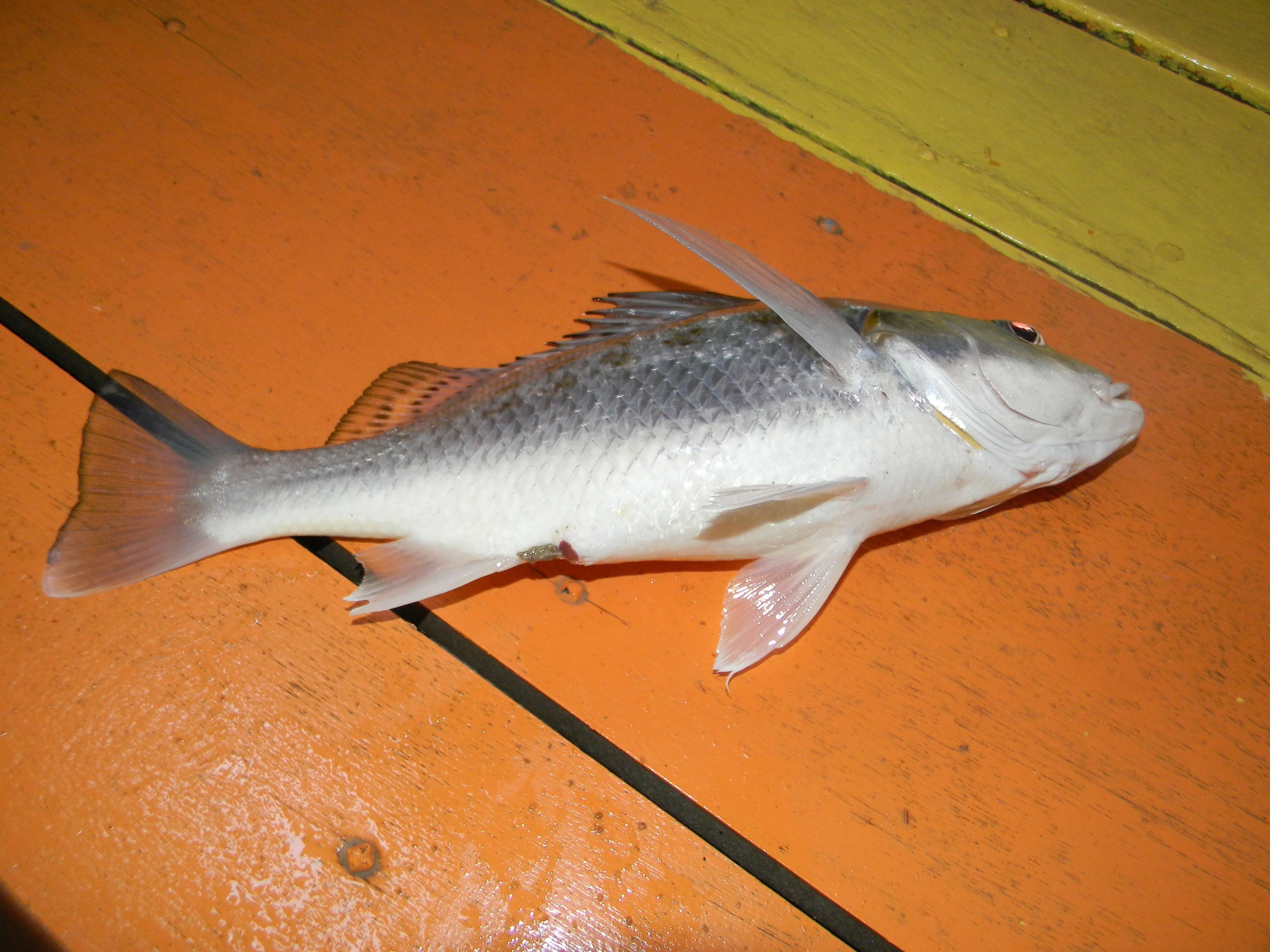A fish on a wooden surface.