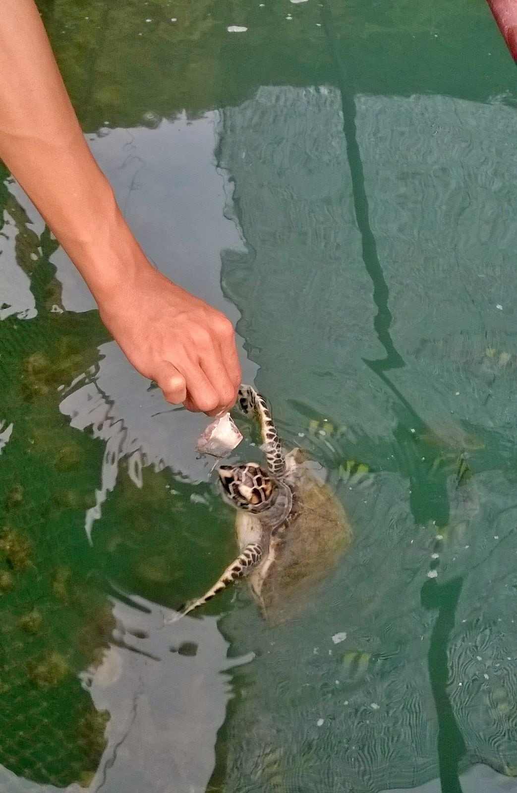 Eine Hand füttert eine Schildkröte im Wasser.