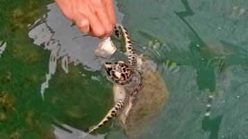 Eine Hand füttert eine Schildkröte im Wasser.