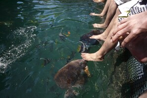 Pool - Terapung Hotel & Fish Garden (Pulau Batu Merah)