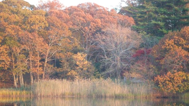 A serene landscape with a calm body of water reflecting trees with autumn foliage. - House on Chase Creek (Shelter Island Heights)