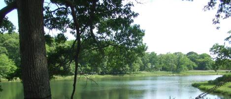 A hammock tied to a tree by a lake with a bench nearby.
