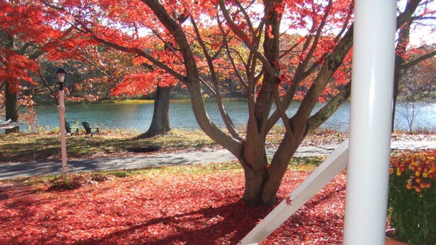 Un parque con un lago, árboles de hojas rojas, un banco blanco y un farol.