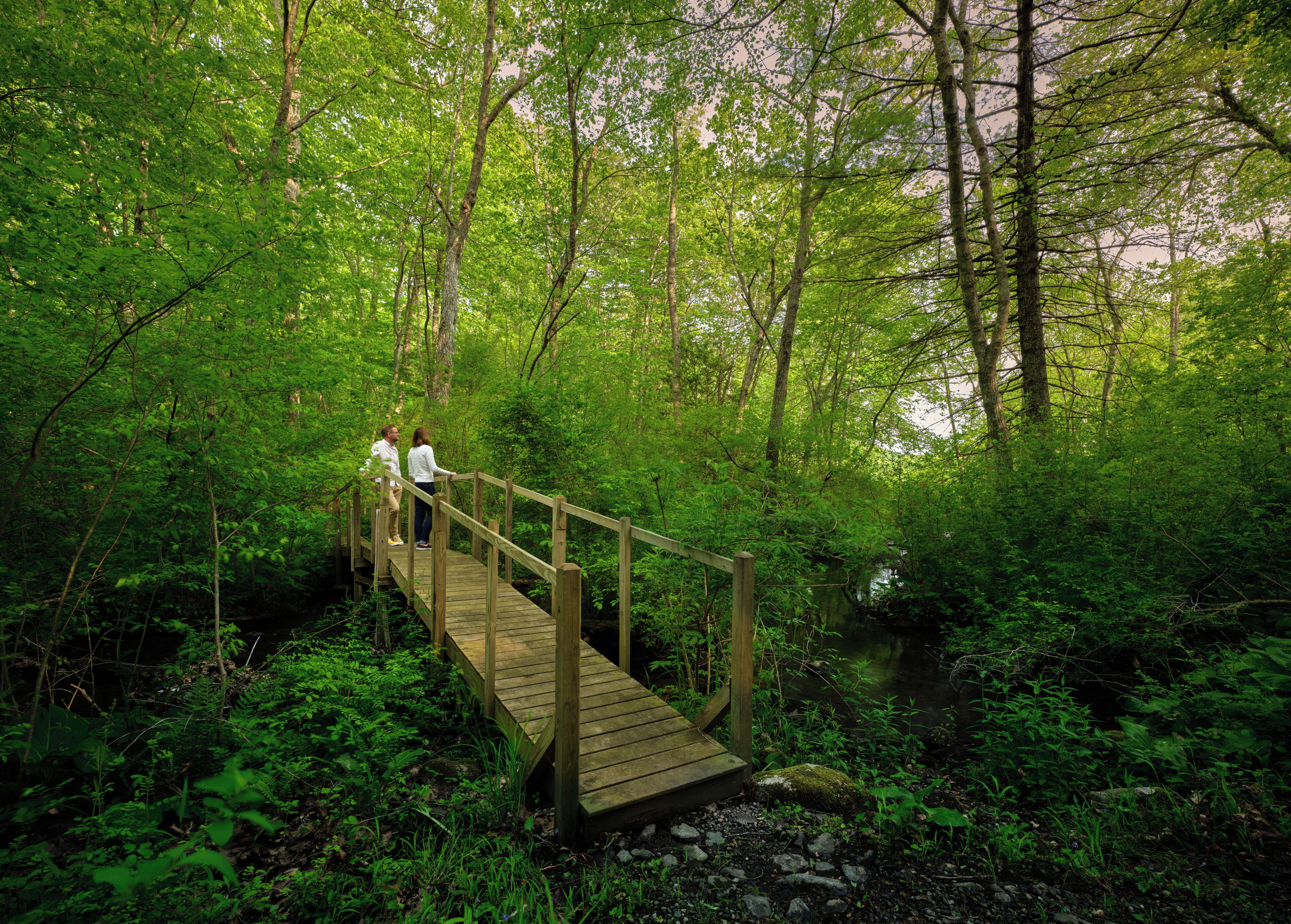 Un ponte di legno in una foresta, con una vegetazione lussureggiante e un corso d'acqua tranquillo sottostante.