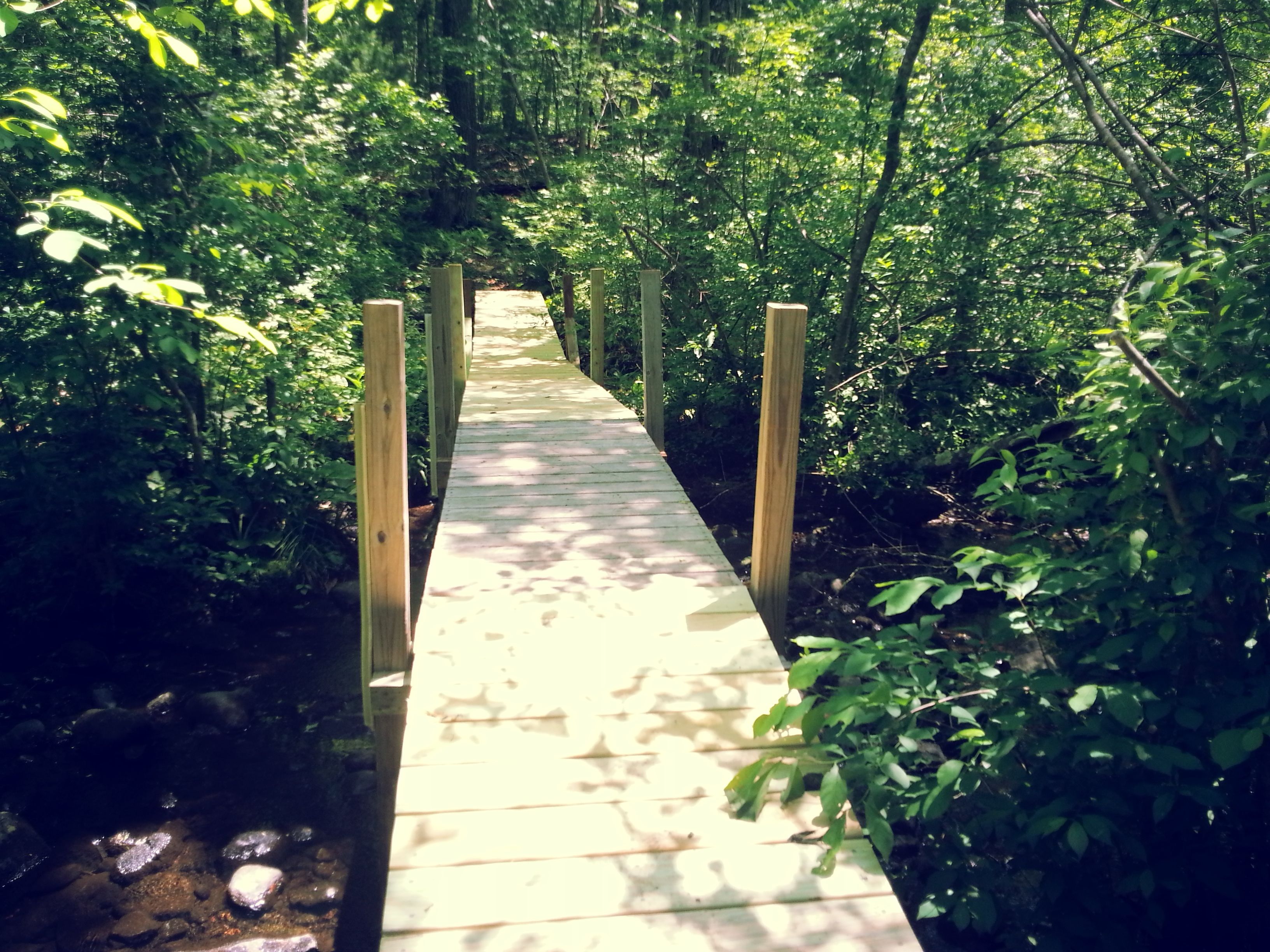A wooden boardwalk through a forest.