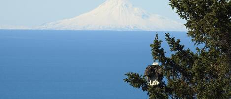 A snowy mountain with a clear view of the ocean.