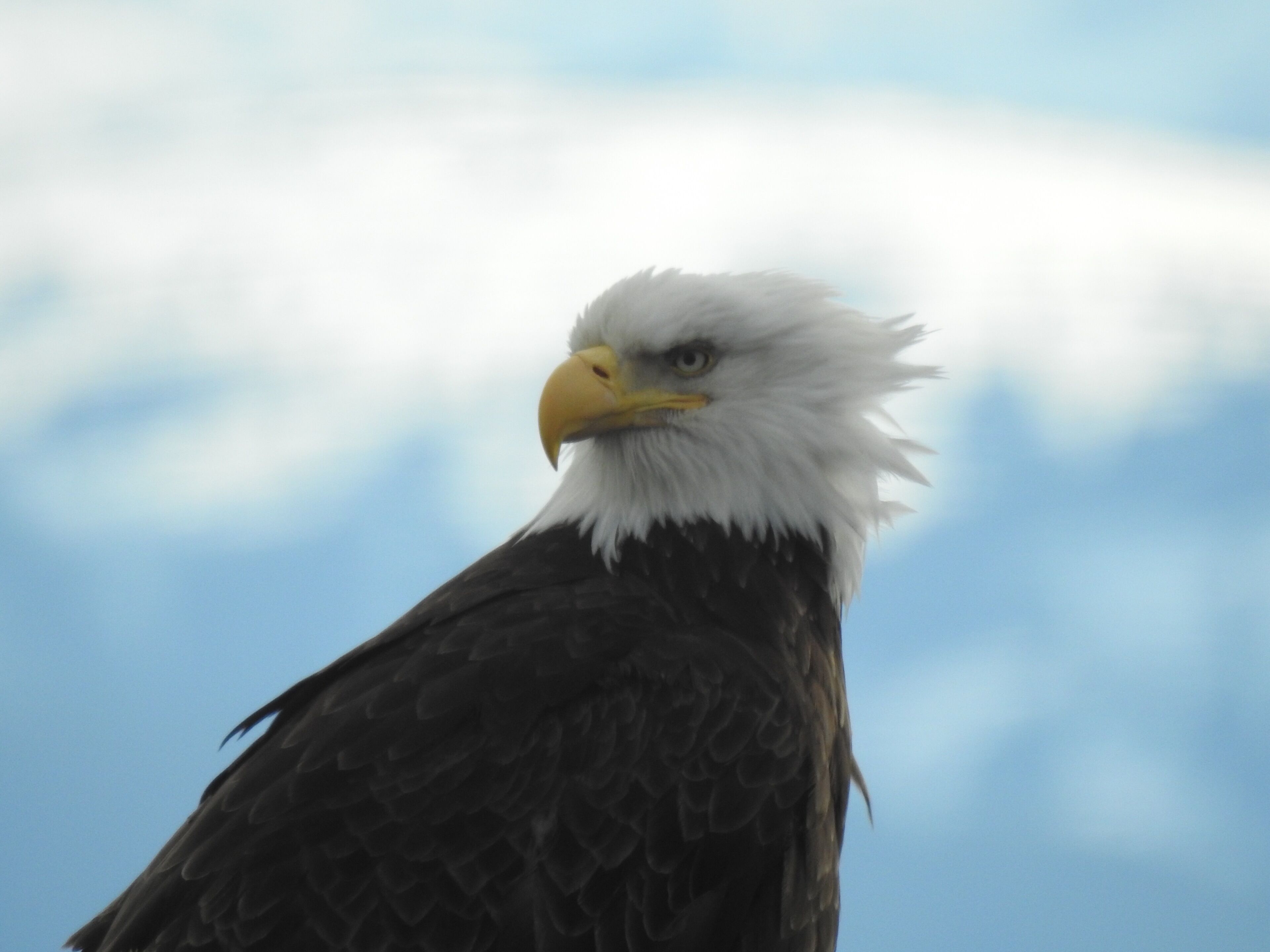 Un gros plan d’un pygargue à tête blanche, avec son bec jaune et ses plumes blanches, sur fond de ciel dégagé.