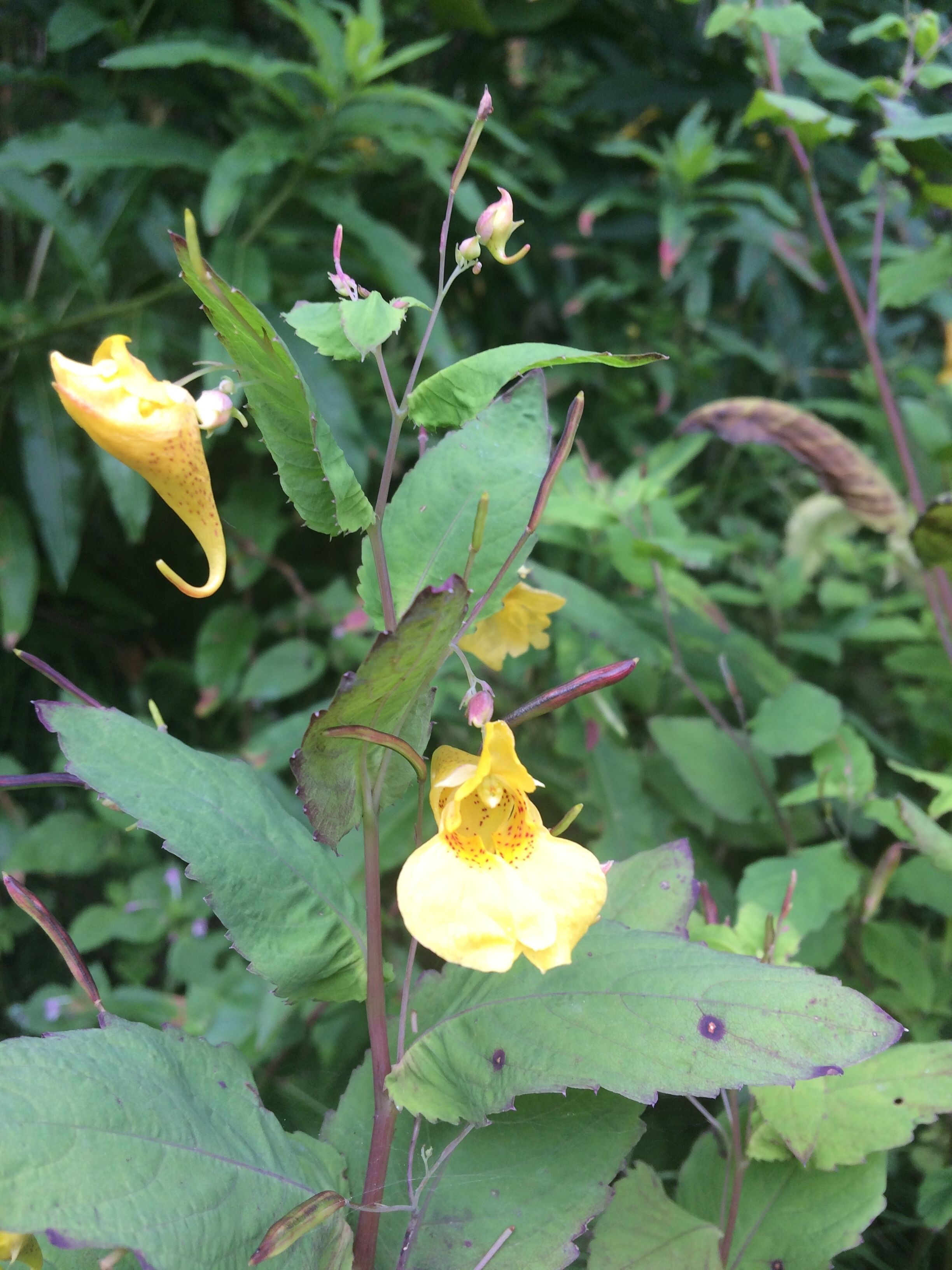 A plant with yellow flowers and green leaves.