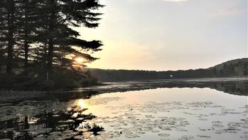 A calm lake with lily pads and a forested area in the background.