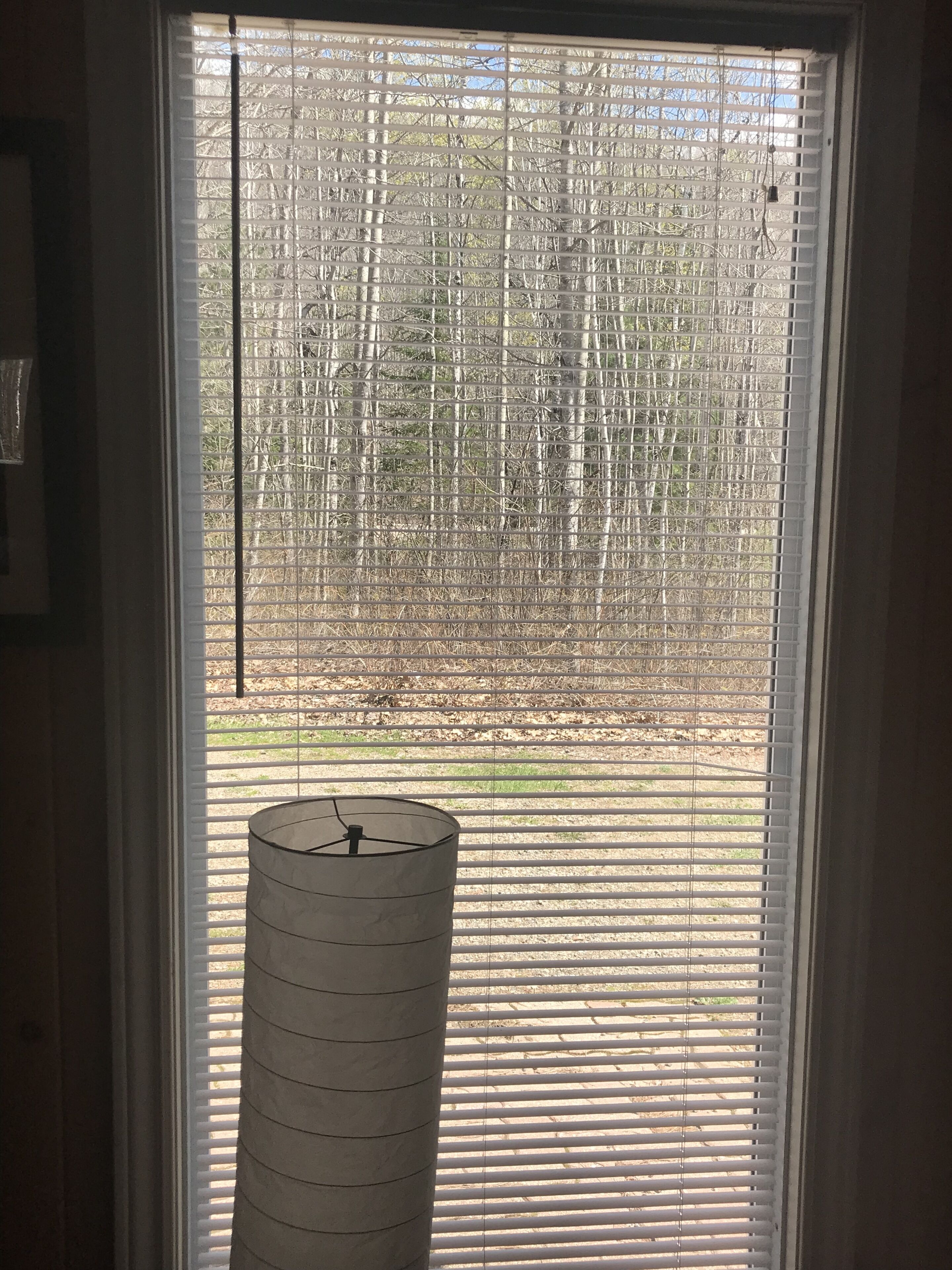 A window with horizontal blinds, a cylindrical object in front, and a view of trees and grass outside.