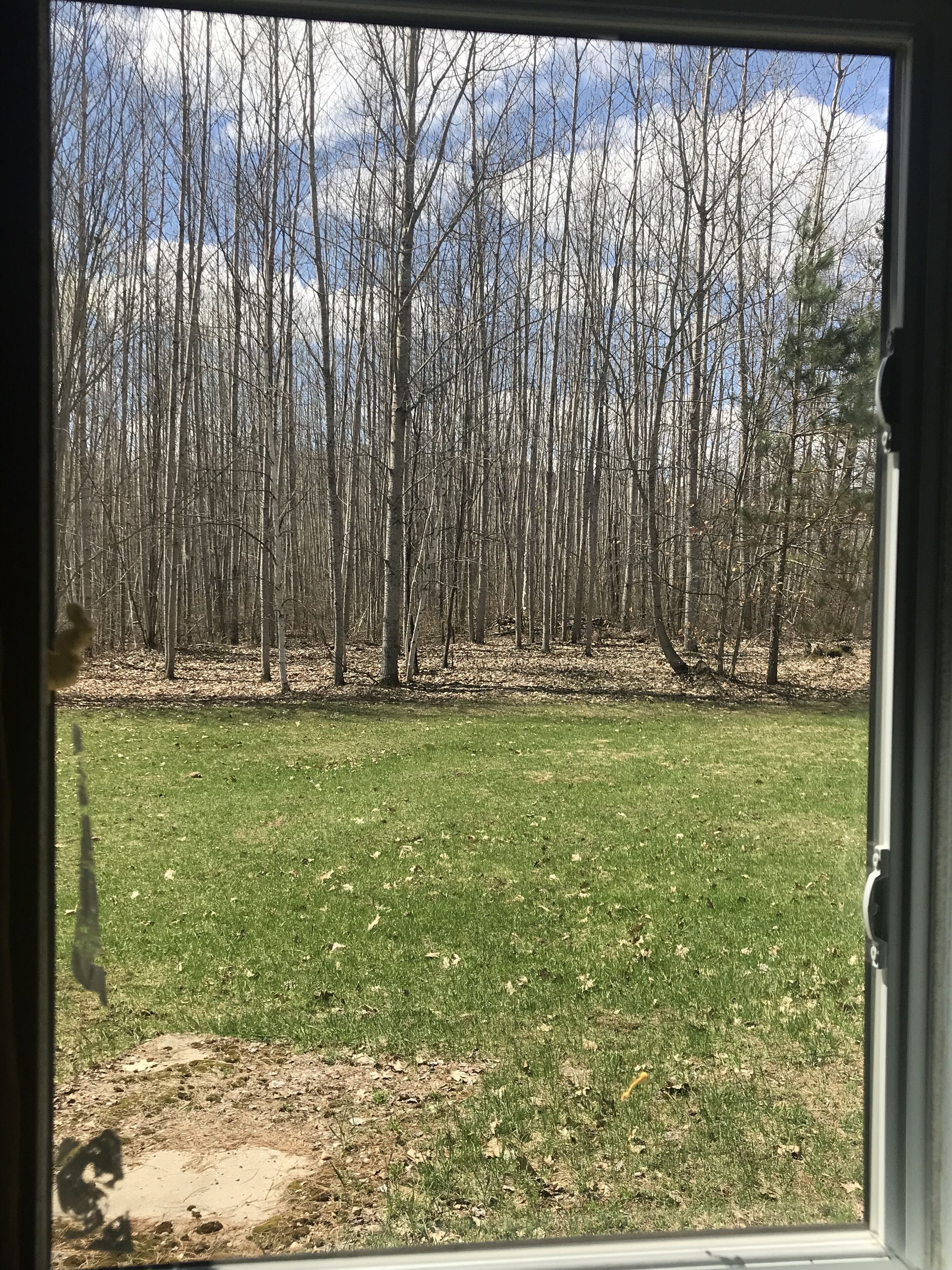 A view through a window of a grassy yard with trees and a clear sky.