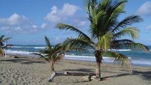 Une plage bordée de palmiers, avec l’océan à proximité.