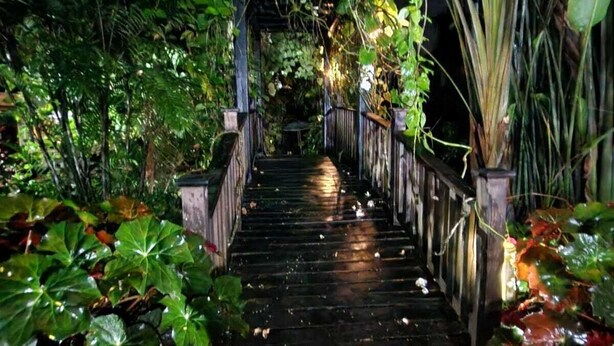 A wooden staircase surrounded by lush greenery and plants. - Hotel Diuwak (Bahía Ballena)