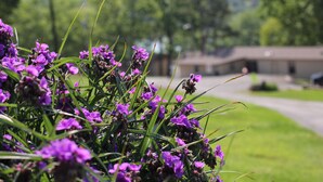 Un edificio con techo plano y un ventanal grande, rodeado de césped verde y flores moradas.