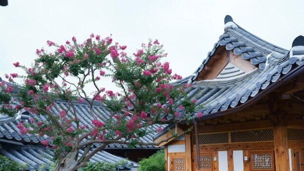 Un edificio de madera tradicional con tejado de baldosas y un árbol con flores rosadas en primer plano.