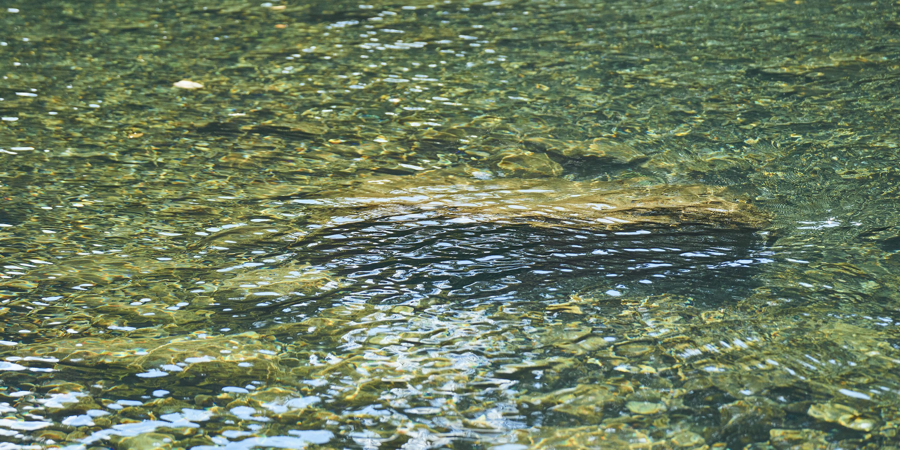 A close-up of clear water with visible rocks and pebbles.