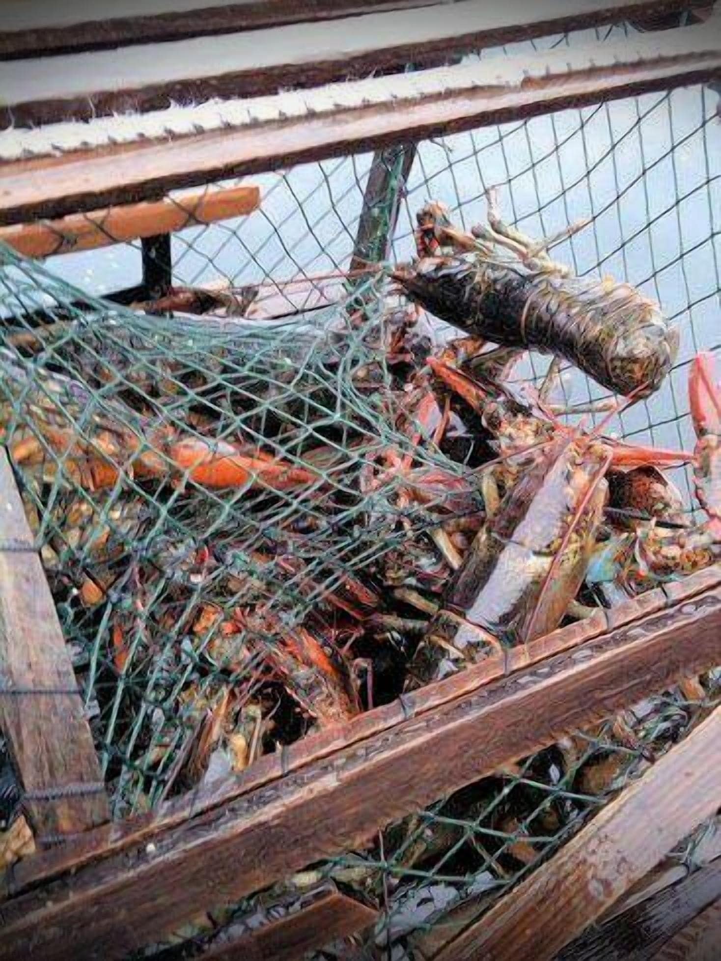 A large, enclosed space filled with various objects and materials, including a netted area and wooden structures.