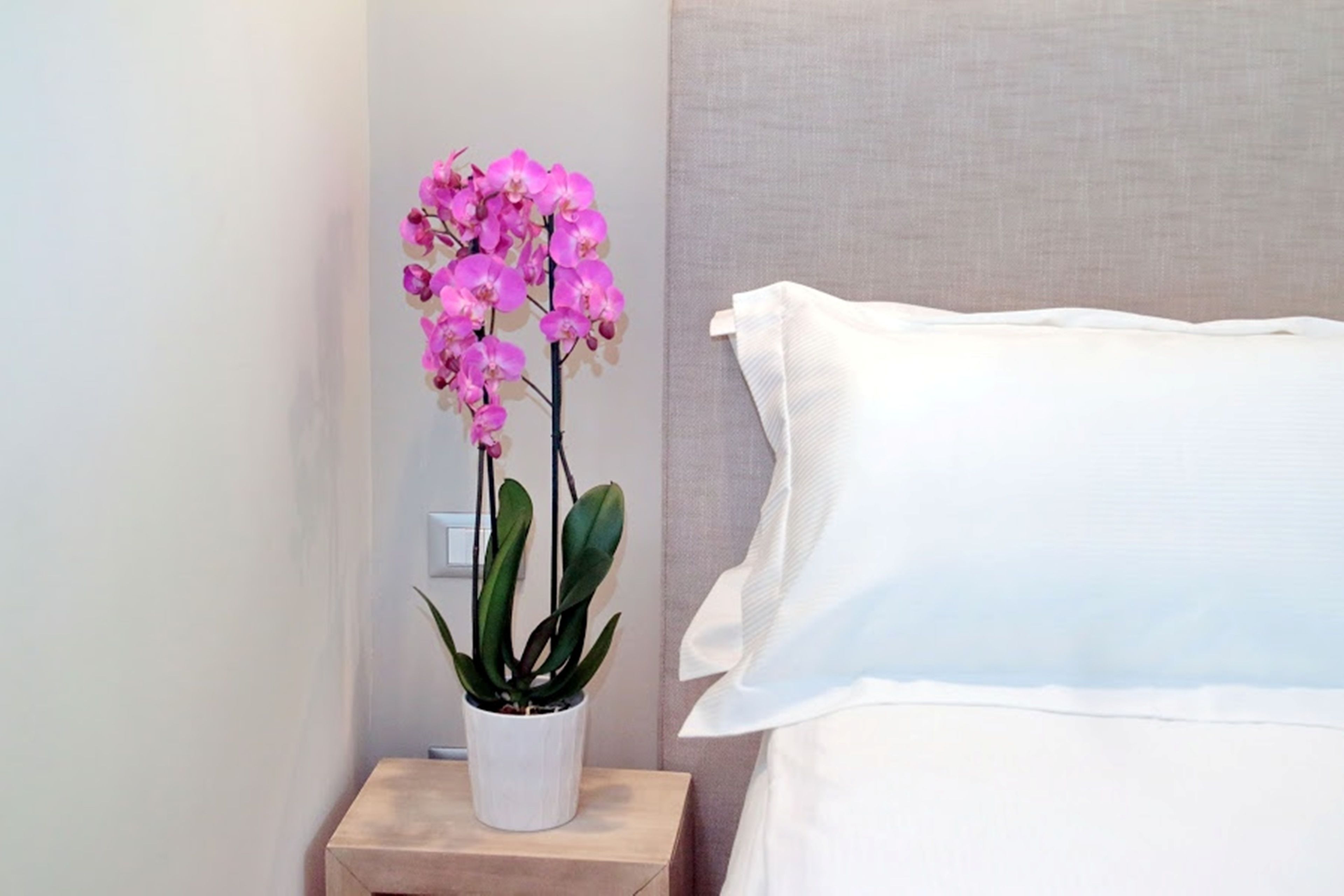 A neatly made bed with white linens, a small bedside table with a potted orchid, and a plain wall in the background.