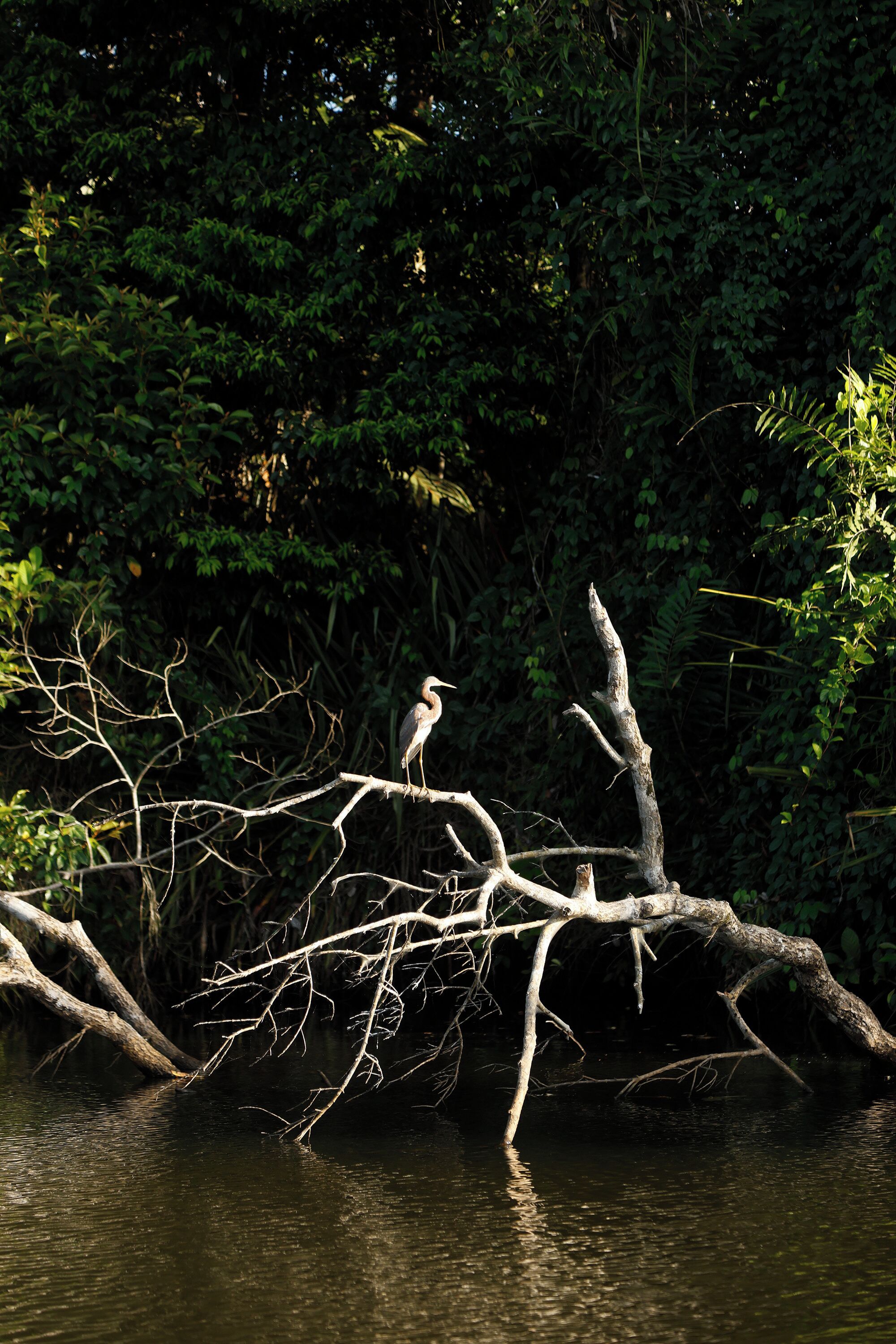 A bird perched on a branch over water with dense foliage in the background.