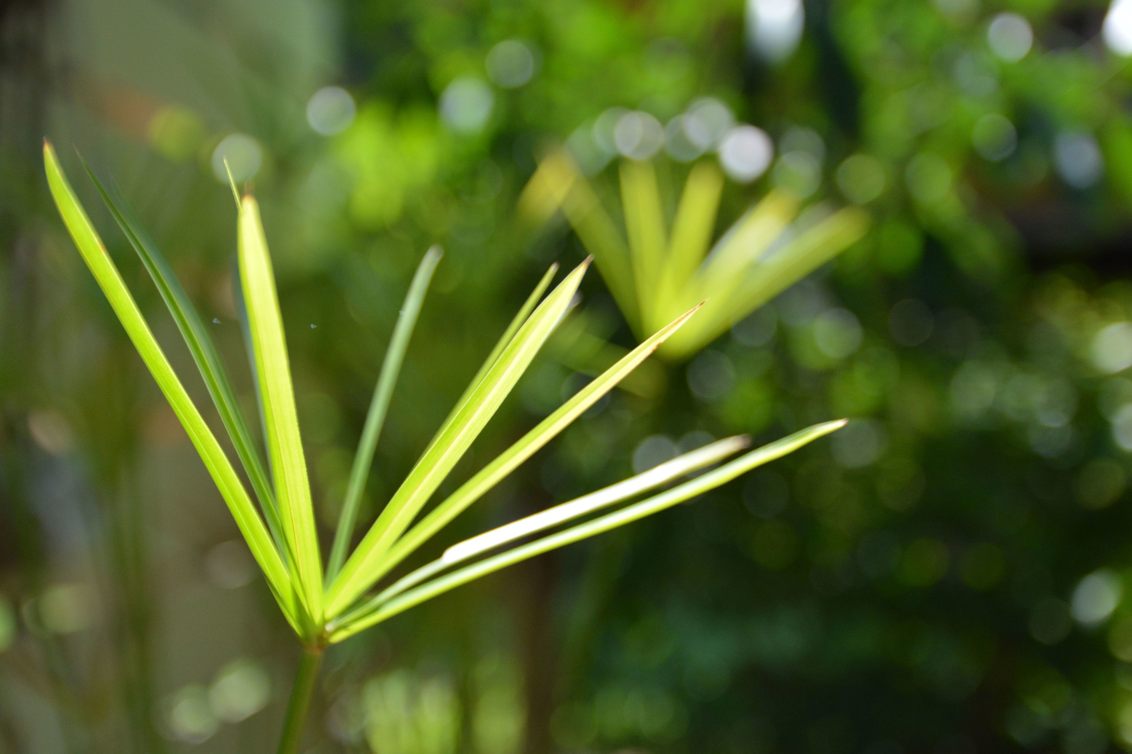 Un gros plan de feuilles de plantes vertes sur un arrière-plan naturel flou.