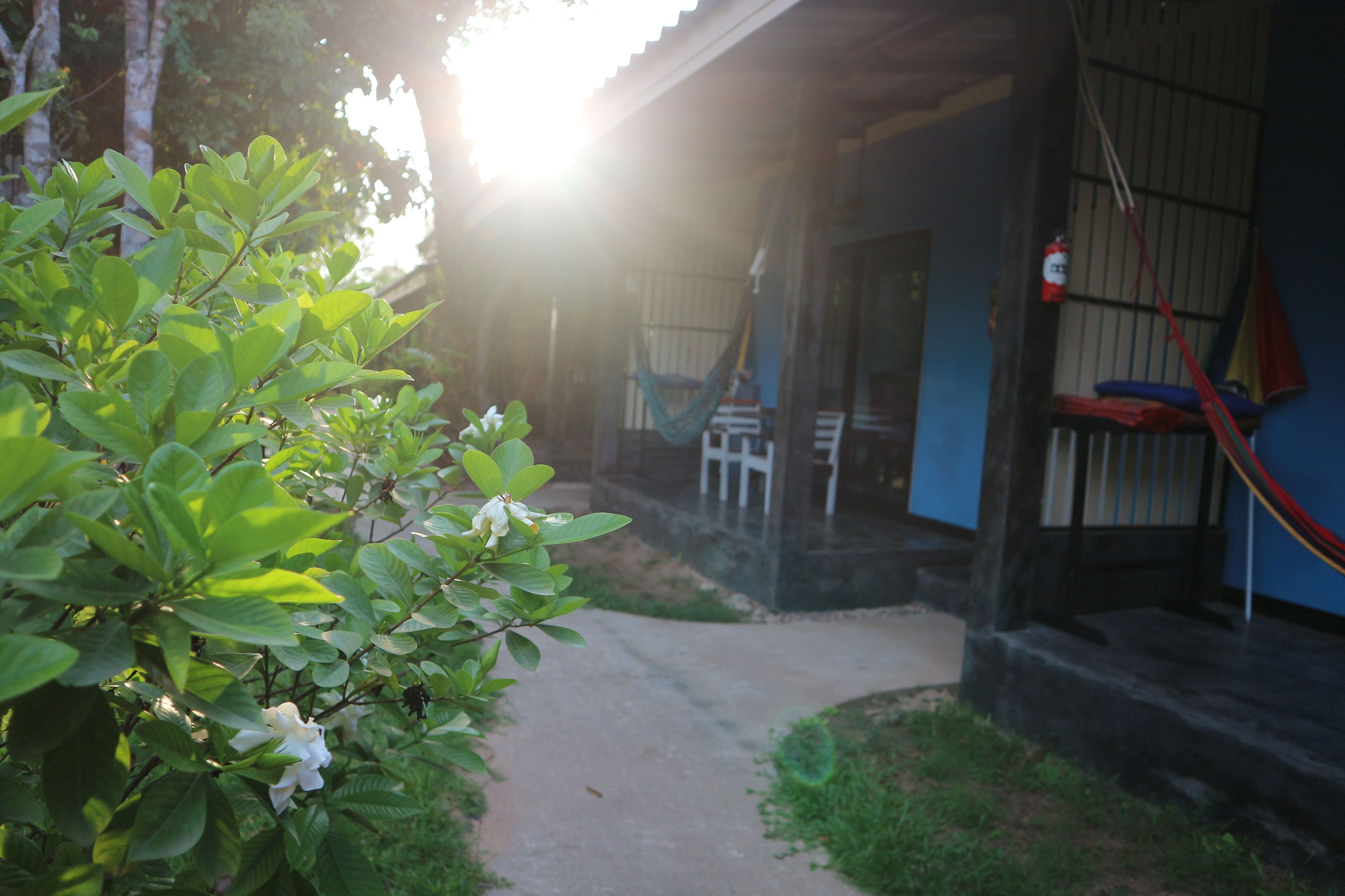 A pathway leading to a building with a porch, surrounded by greenery and a hammock.