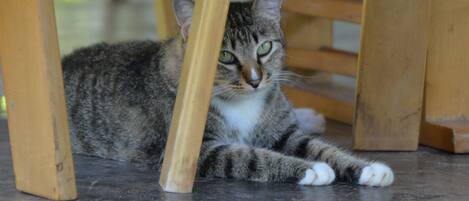 A cat lying under a wooden chair on a tiled floor.